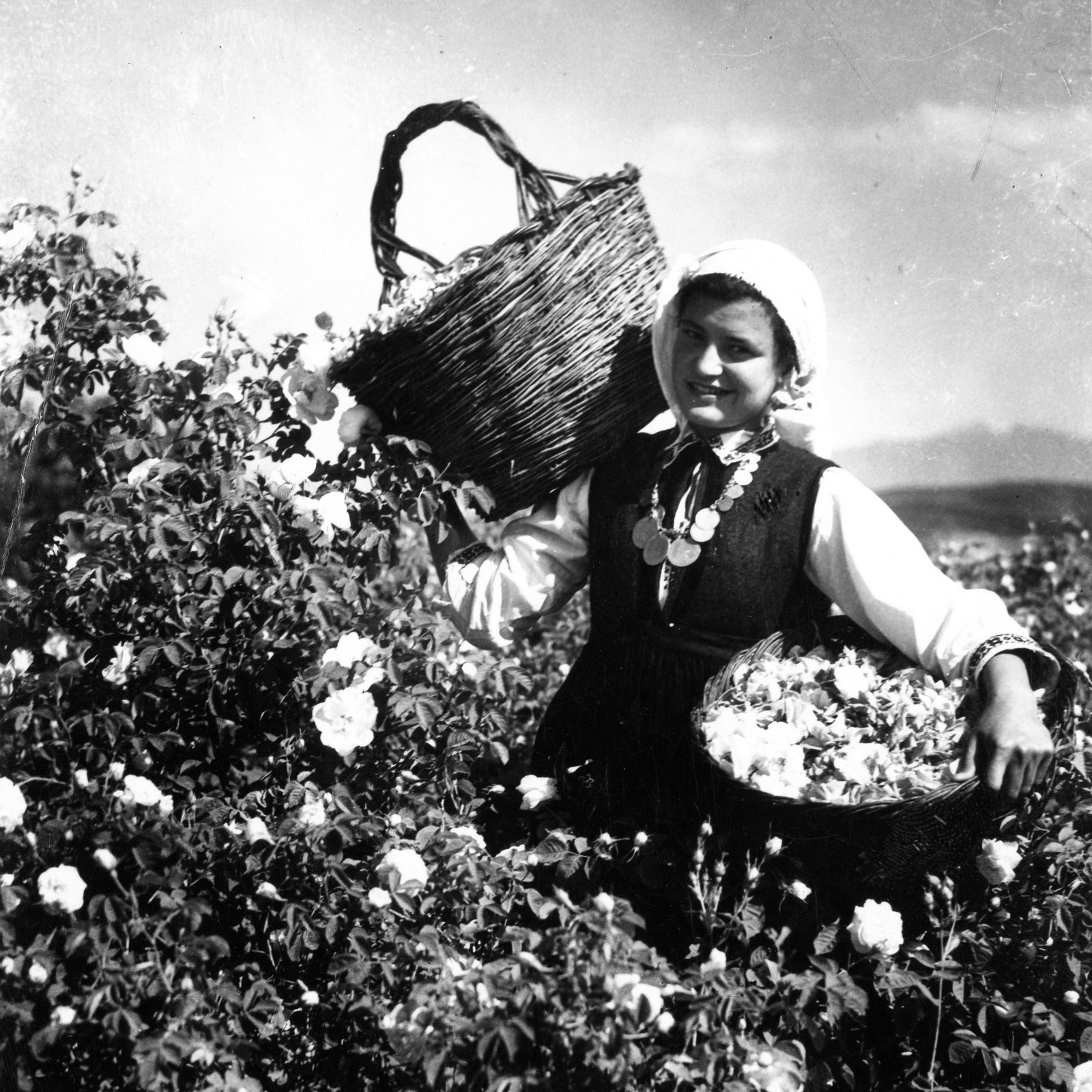 Rose picker with baskets full of pink flowers.