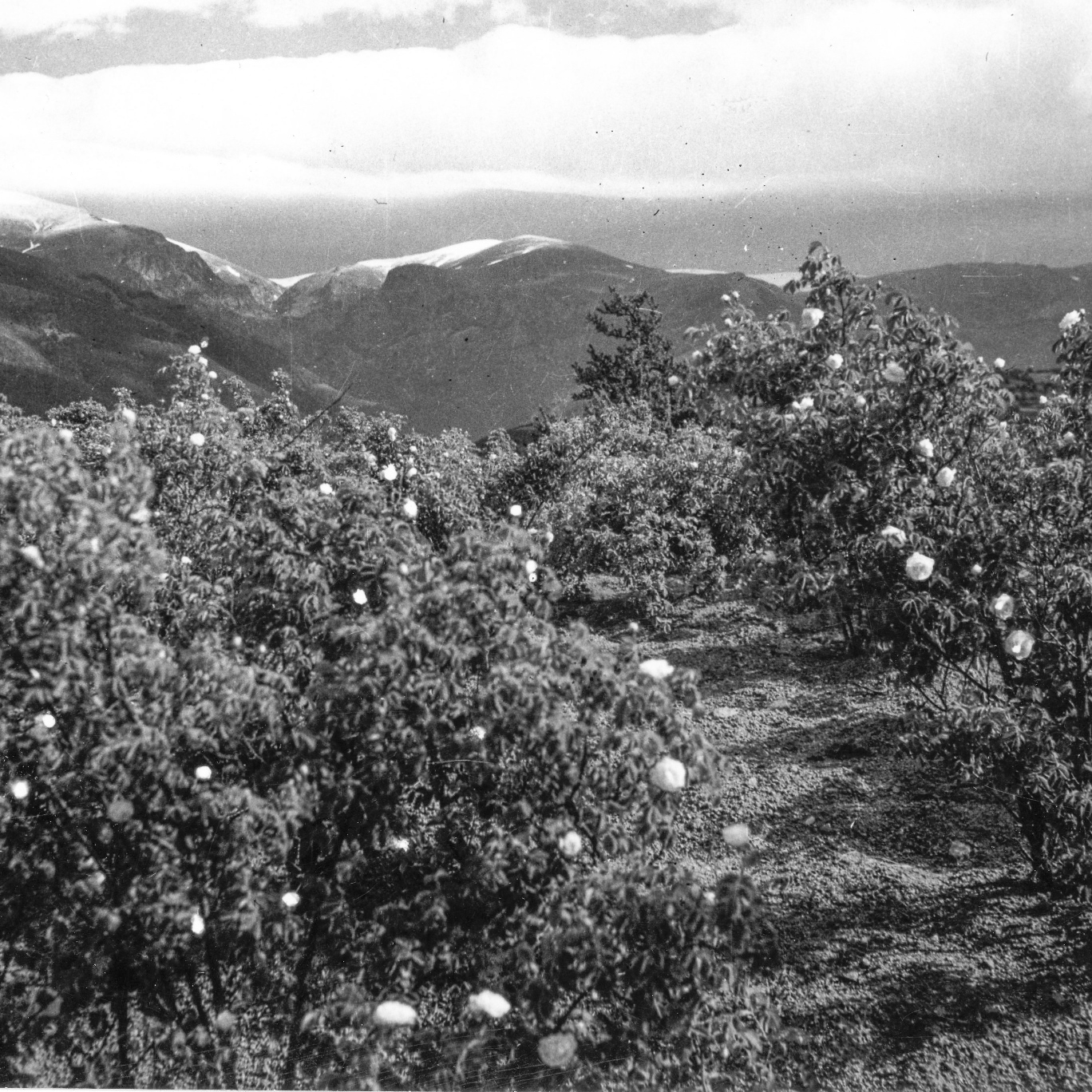 Rose fields with blooming flowers - black and white photo.