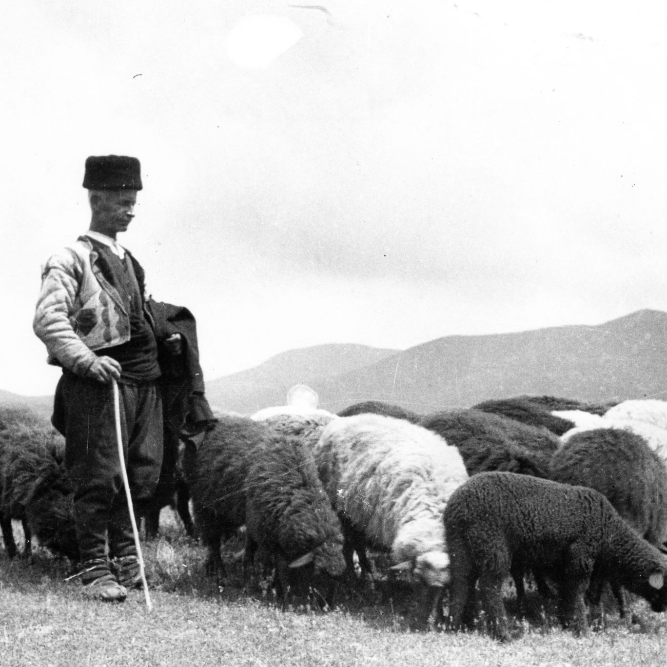 A shepherd with a gag in his hands in front of a flock of sheep.