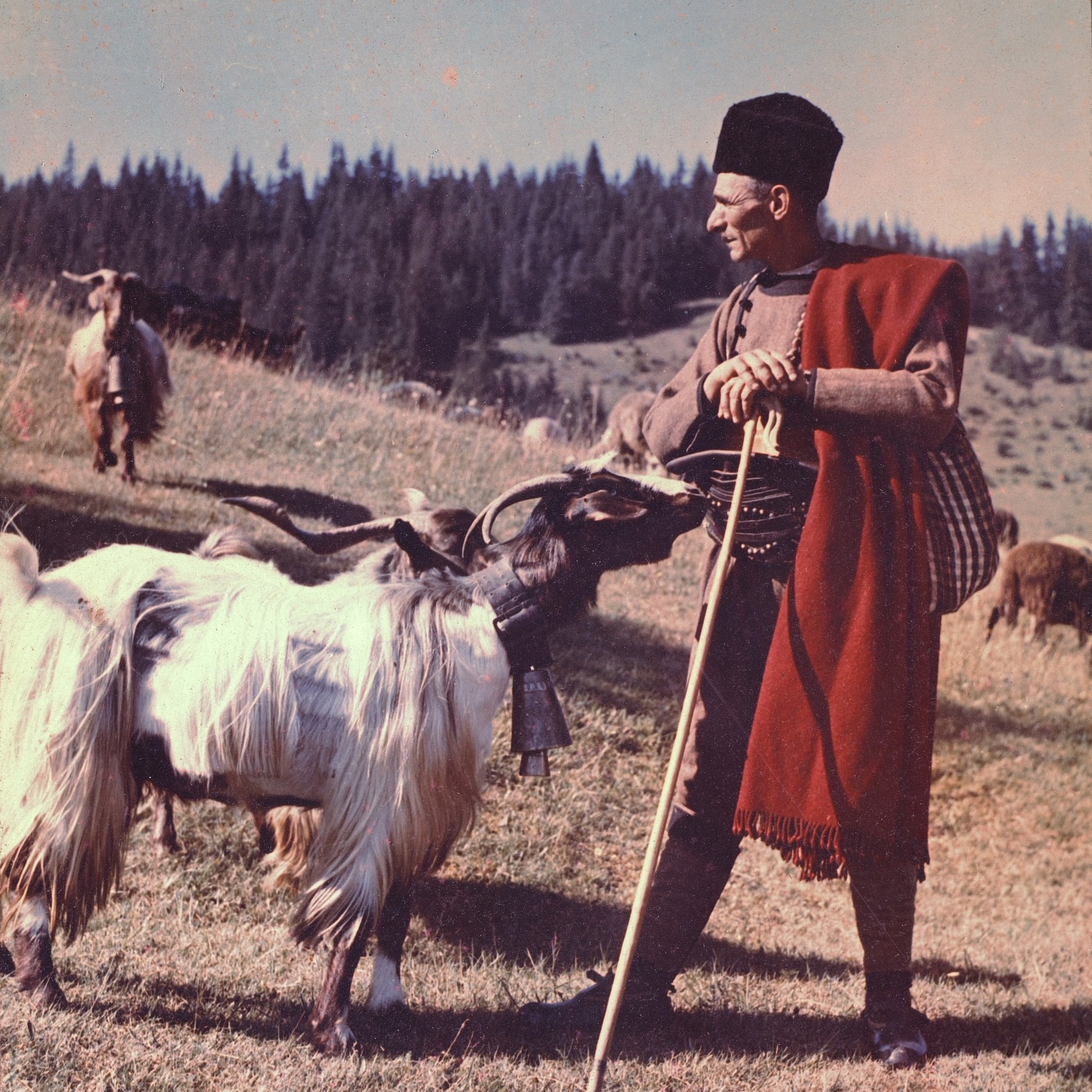 Овчар и стадо кози на поляна в балкана.